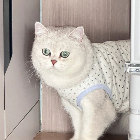 White British Shorthair cat wearing a pet vest with light blue trim and printed pattern