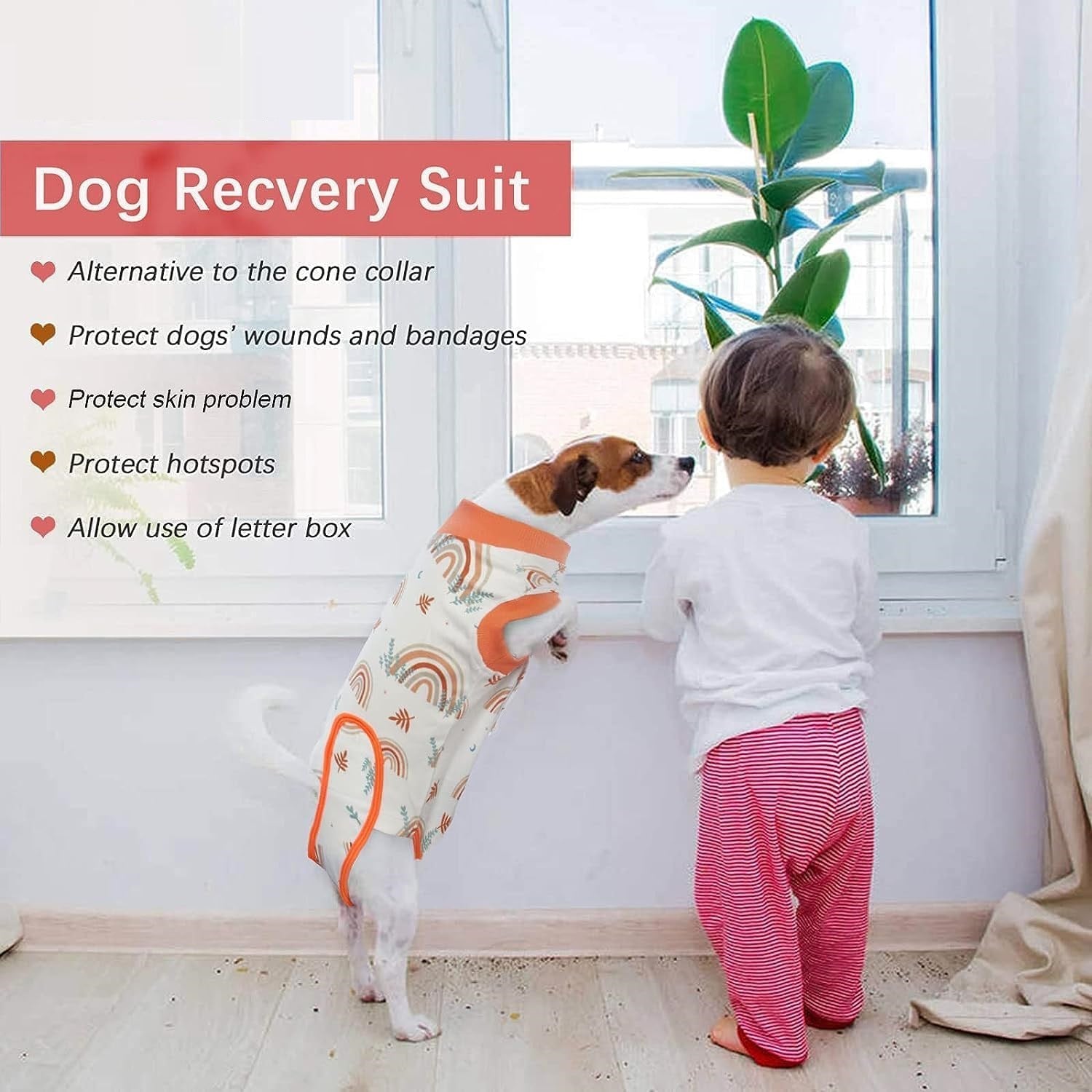 Large breed recovery suit for dogs like Golden Retriever wearing a post-op onesie
