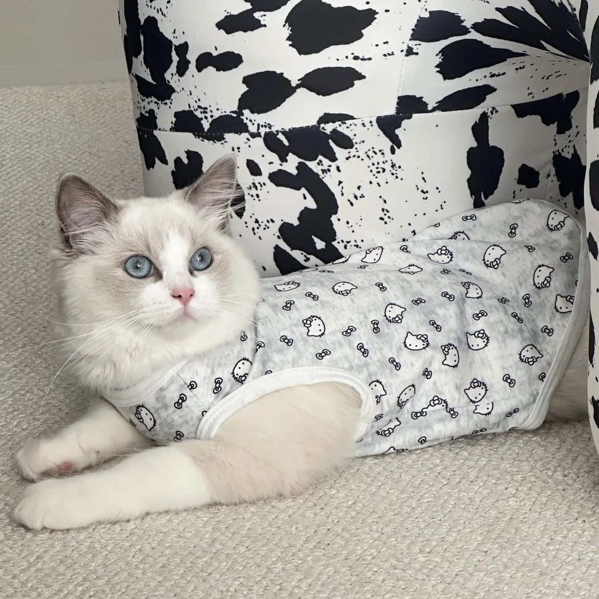 Silver tabby British Shorthair cat wearing a full-print lightweight pet shirt in an indoor setting