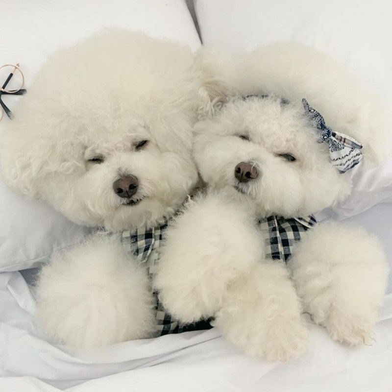 Dog Clothes Pajamas Soft Lightweight PJS for Small Dogs Cats Puppy