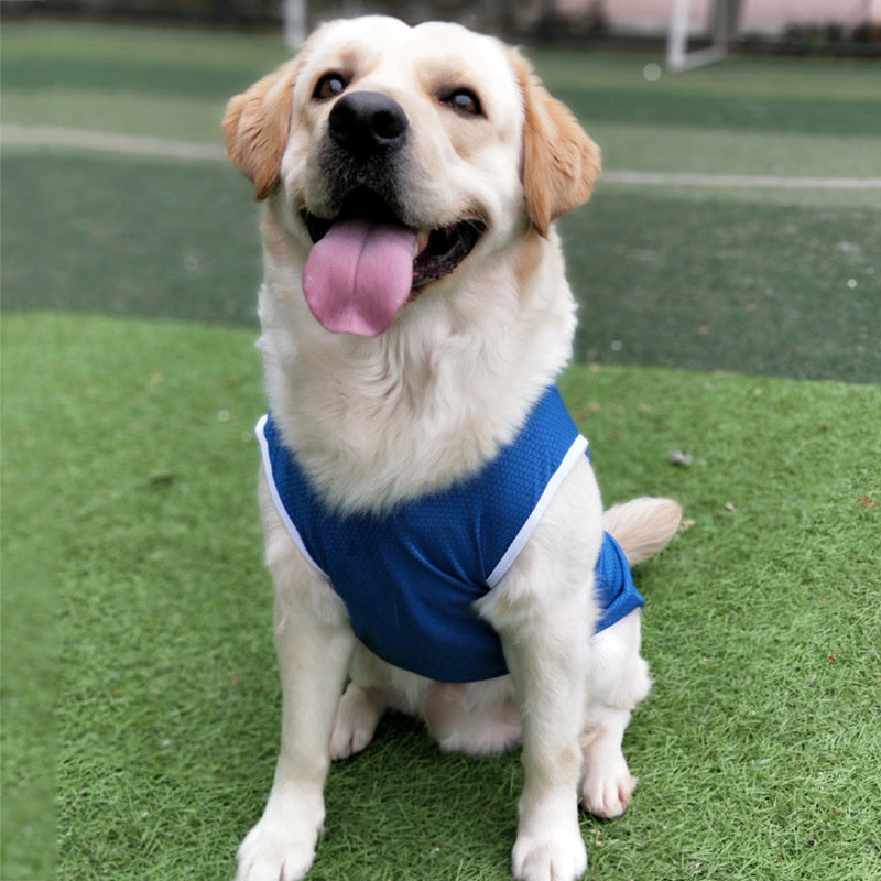 Smiling Golden Retriever dog wearing a blue mesh pet vest for summer cooling
