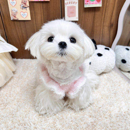 Dress of Dog Mink Velvet Formal Evening Gown for Yorkie Maltese