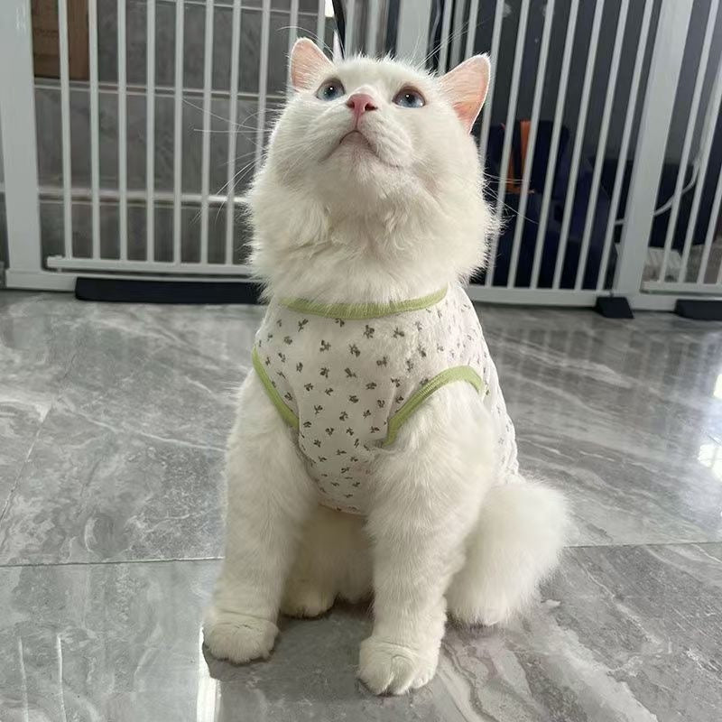 Standing Ragdoll/British Shorthair cat wearing a minimalist printed summer cat shirt