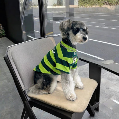 Small dog wearing a green striped pet vest while sitting on an outdoor patio chair
